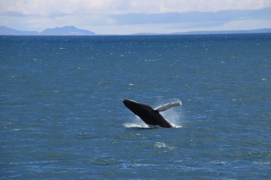 Reykjavik: Best Value Whale Watching Boat Tour - The price and what you get for $103