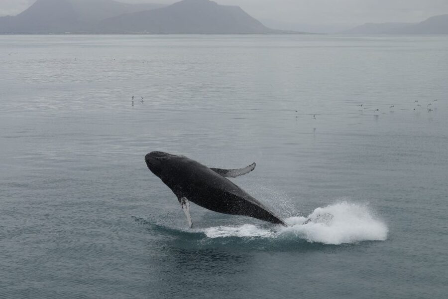 Reykjavik: Best Value Whale Watching Boat Tour - Weather, timing, and the no-show question
