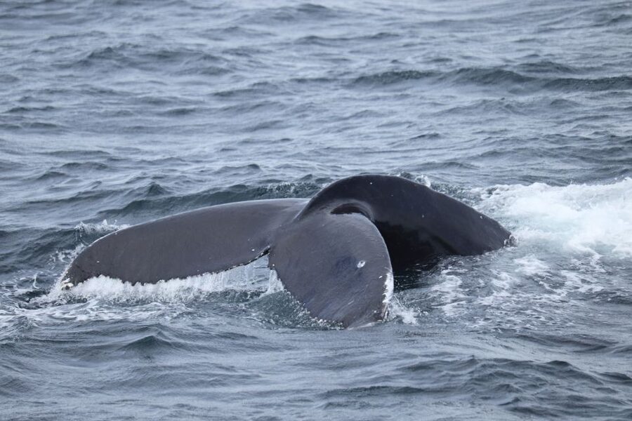 Reykjavik: Best Value Whale Watching Boat Tour - Who will enjoy this boat most