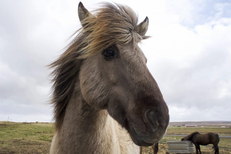 Reykjavik Combo: Horse Riding & Snorkeling in Silfra Fissure - Starting at Silfra in Thingvellir National Park