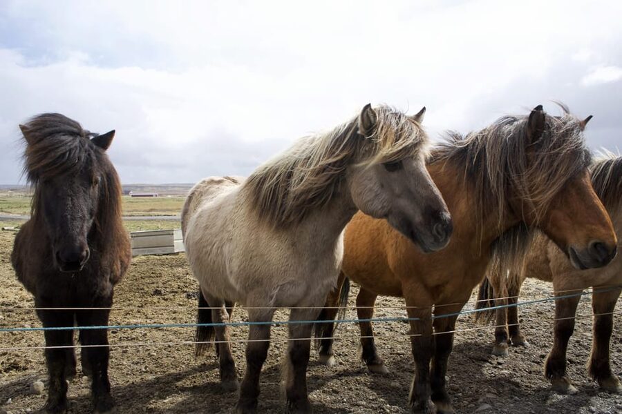 Reykjavik Combo: Horse Riding & Snorkeling in Silfra Fissure - Free underwater photos, with realistic expectations