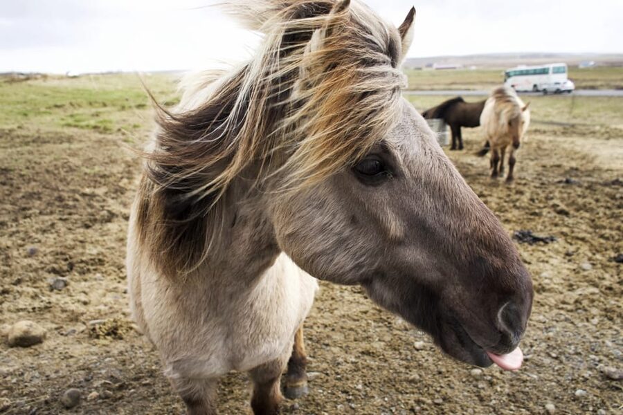 Reykjavik Combo: Horse Riding & Snorkeling in Silfra Fissure - Is $322 a good price?