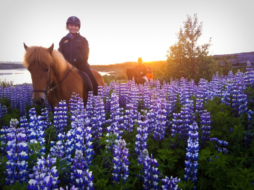Reykjavik: Evening Sleipnir Horse Riding Tour with Pickup - Key points before you book