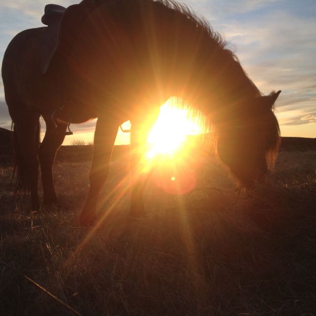 Reykjavik: Evening Sleipnir Horse Riding Tour with Pickup - Through Hólmsheiði’s green hills
