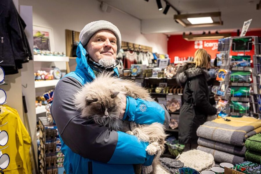 Reykjavik: Feline-Focused City Walking Tour - Gyllti kötturinn and Reykjavík’s shop cats