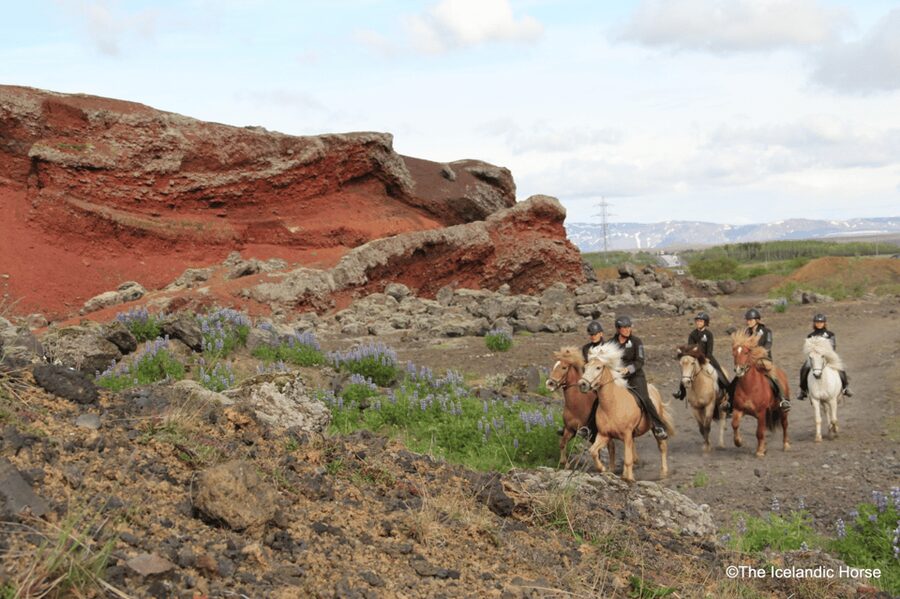 Reykjavík: Horse Riding Tours - Key points to know before you book