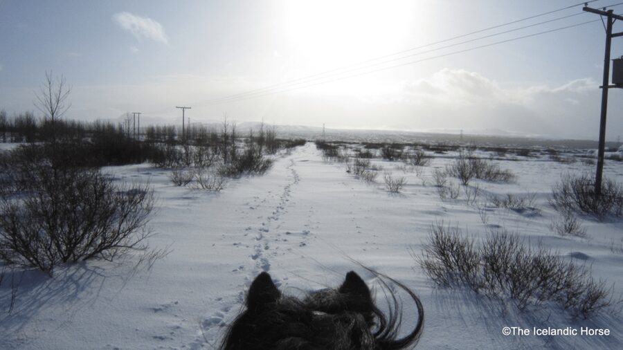 Reykjavík: Horse Riding Tours - The pace, the horses, and the riding itself