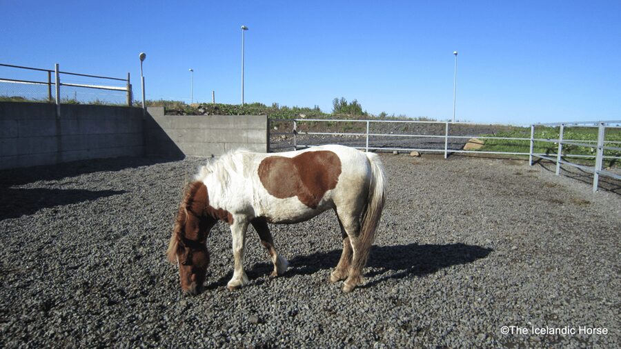 Reykjavík: Horse Riding Tours - Personal guiding from Begga and Sveinn