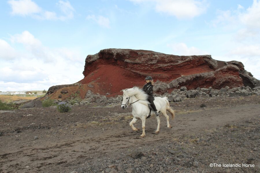 Reykjavík: Horse Riding Tours - Safety, comfort, and the limits of horseback riding