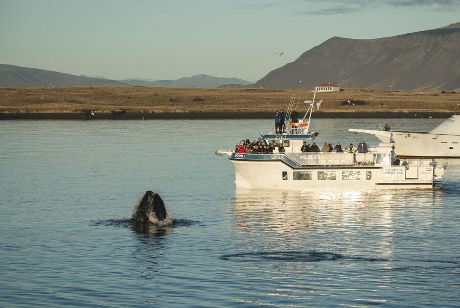 Reykjavík: Midnight Sun Whale Watching Cruise - Rósin’s viewing decks and onboard comfort