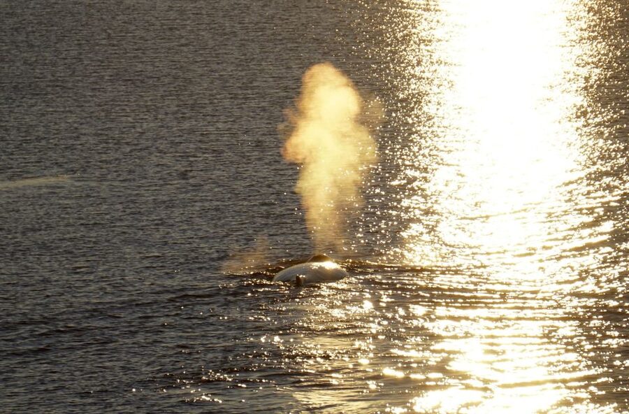 Reykjavík: Midnight Sun Whale Watching Cruise - Practical tips for a better evening