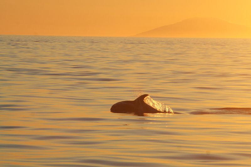 Reykjavik: Midnight Sun Whale Watching Tour - What you might see near Reykjavik