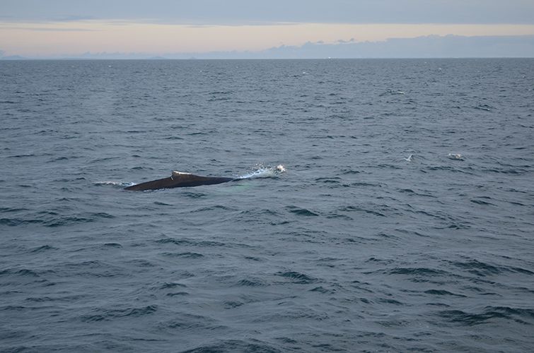 Reykjavik: Midnight Sun Whale Watching Tour - A boat built for changing Icelandic weather