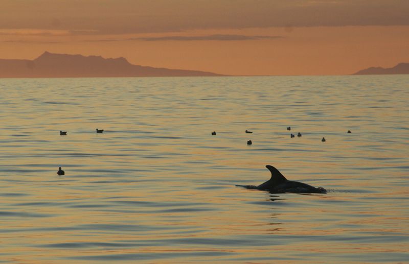 Reykjavik: Midnight Sun Whale Watching Tour - Is the $111 price fair?