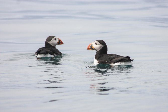Reykjavik Premium Puffin tour | Close Up and Personal - Why the Small RIB Makes a Difference