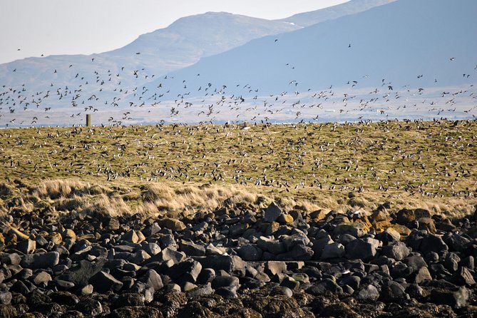 Reykjavik Premium Puffin tour | Close Up and Personal - Reaching Lundey and Watching the Cliffs