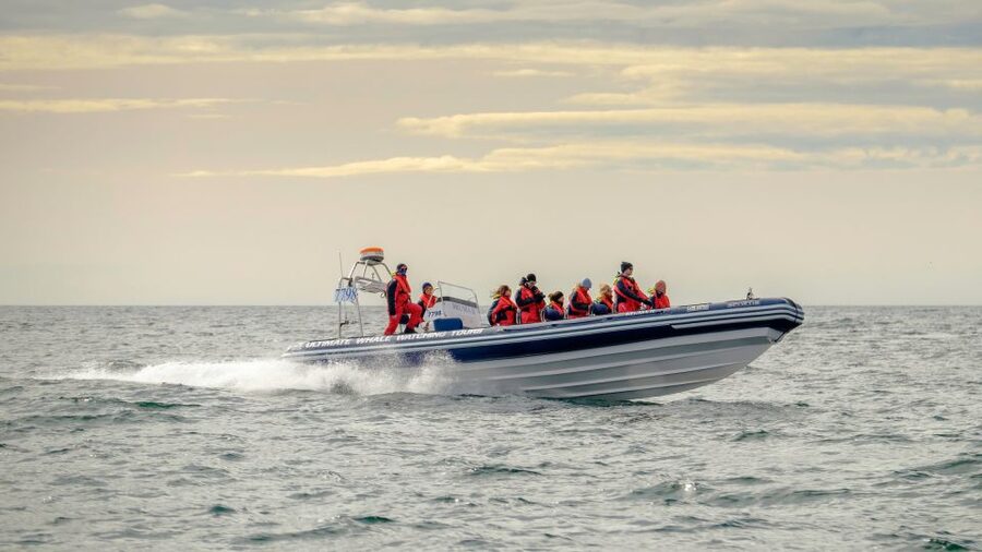 Reykjavik: Premium Whale and Puffin Watching Evening Tour - Key points to know before you go
