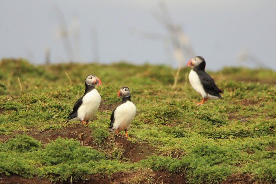 Reykjavik: Premium Whale and Puffin Watching Evening Tour - Whale and dolphin watching in Faxaflói Bay