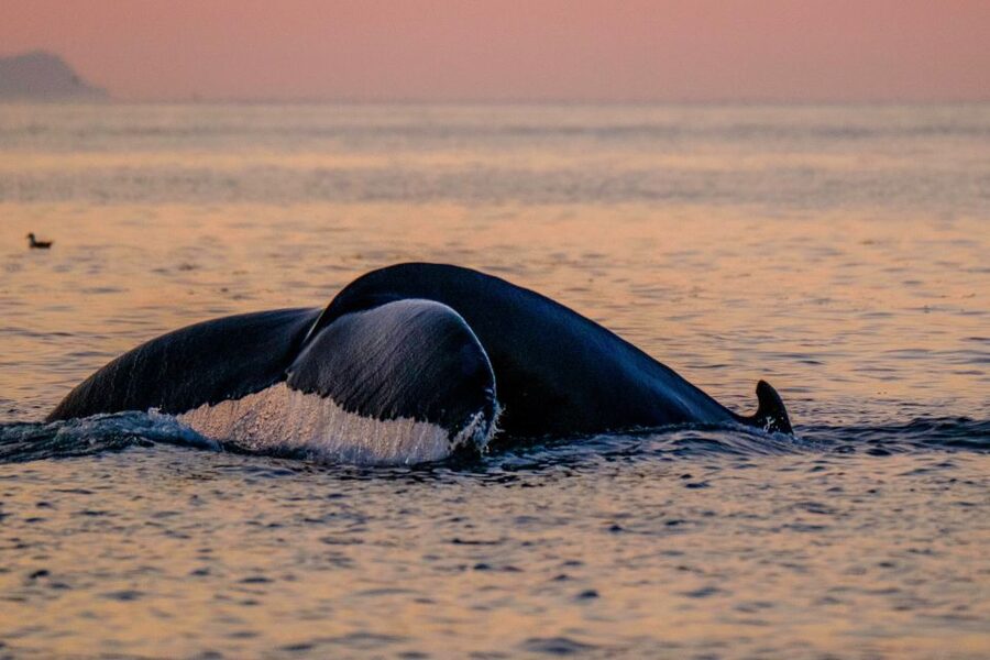 Reykjavik: Premium Whale and Puffin Watching Evening Tour - What the guides and captain add