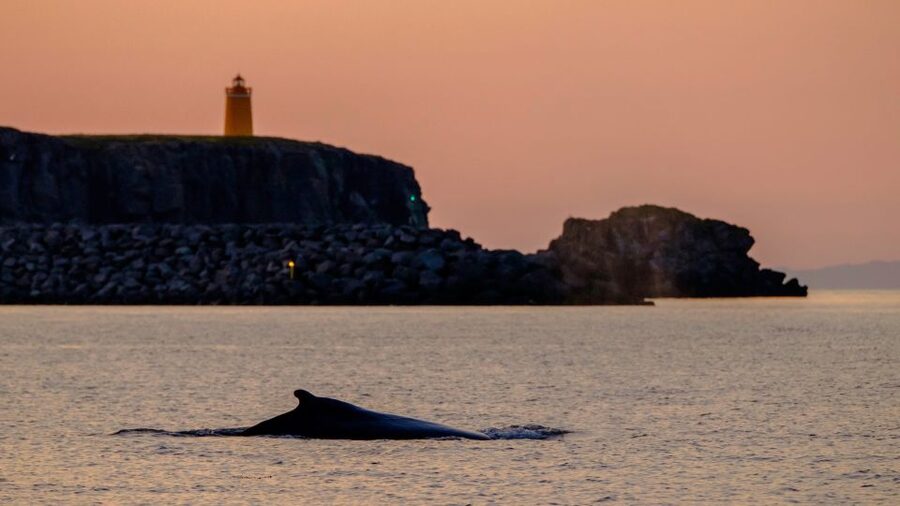 Reykjavik: Premium Whale and Puffin Watching Evening Tour - The shoreline ride back to Reykjavík
