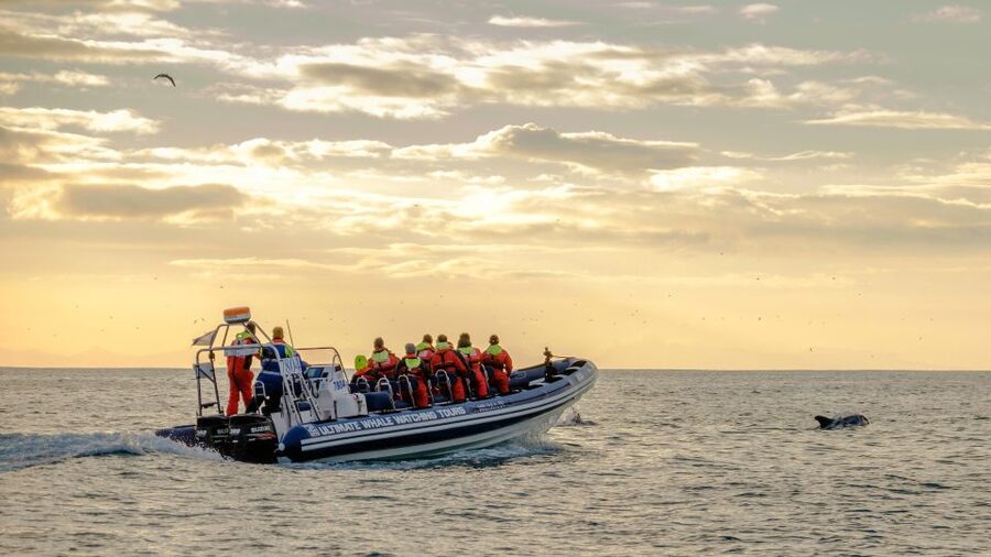 Reykjavik: Premium Whale and Puffin Watching Evening Tour - Is $200 a fair price?