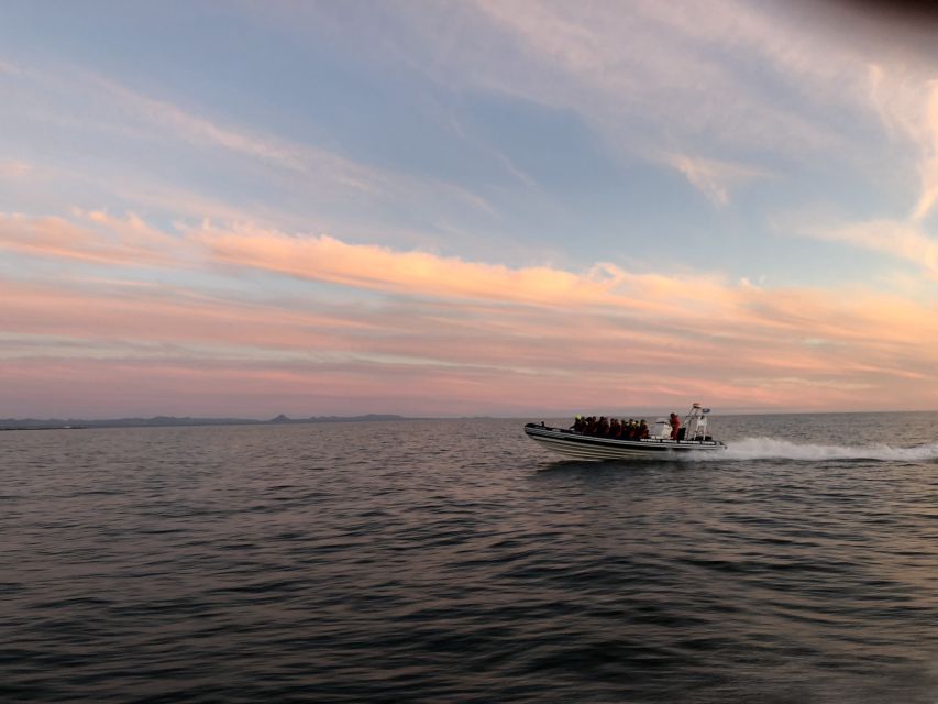 Reykjavik: Premium Whale and Puffin Watching Evening Tour - Leaving Ægisgarður in a 12-person RIB