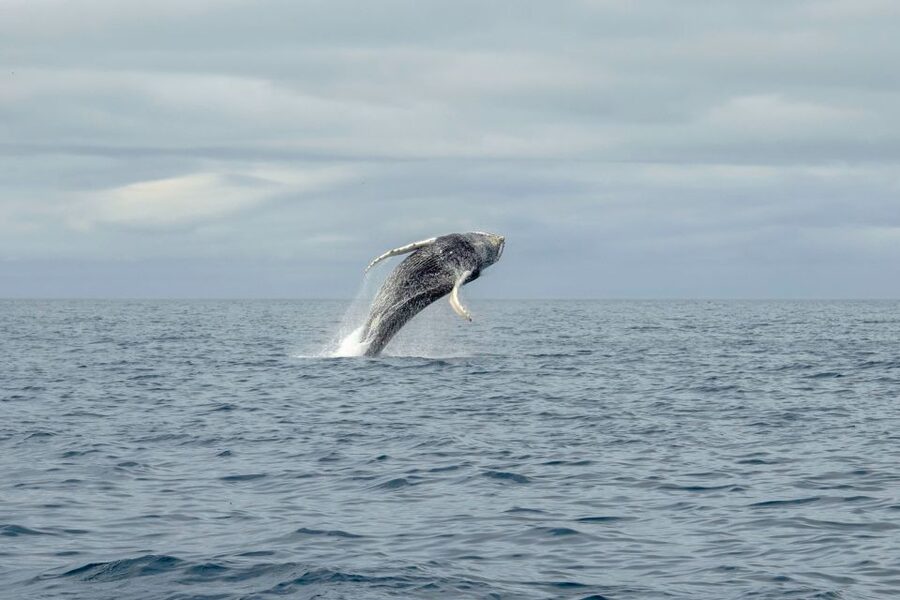 Reykjavik: Premium Whale Watching with Flexible Ticket - Who will enjoy the RIB most