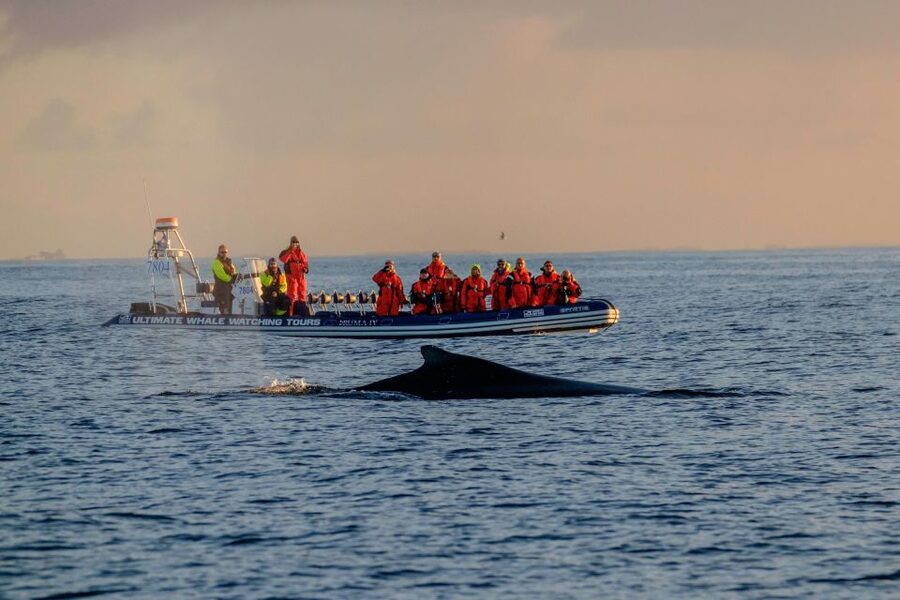Reykjavik: Premium Whale Watching with Flexible Ticket - Searching for whales, dolphins, and porpoises