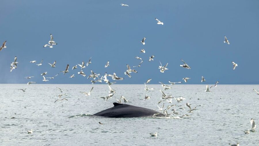 Reykjavik: Premium Whale Watching with Flexible Ticket - Puffins from May through August
