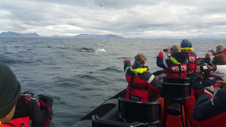 Reykjavik: Premium Whale Watching with Flexible Ticket - What the $202 price really buys you