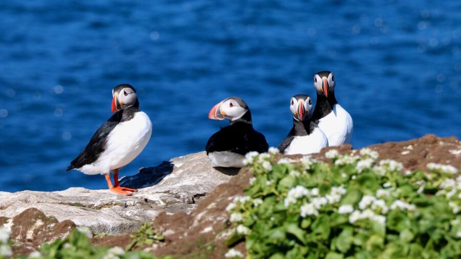 Reykjavik: Premium Whale Watching with Flexible Ticket - The RIB ride across Faxaflói Bay