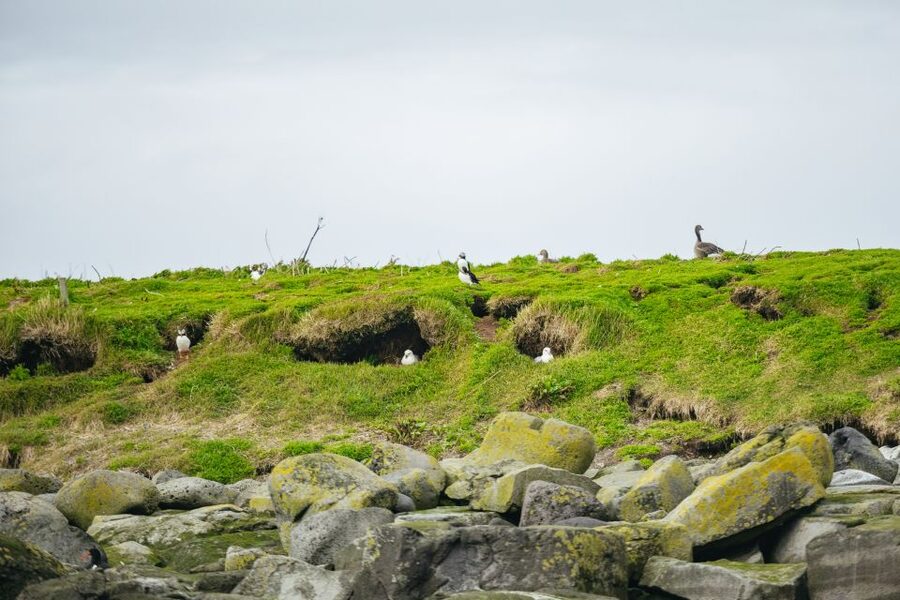 Reykjavik: Puffin Watching Boat Tour - What you may see besides puffins