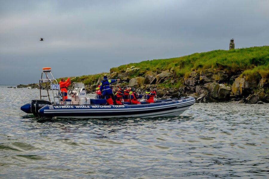 Reykjavik: Puffin Watching Tour - Seeing puffins at work, not just posing