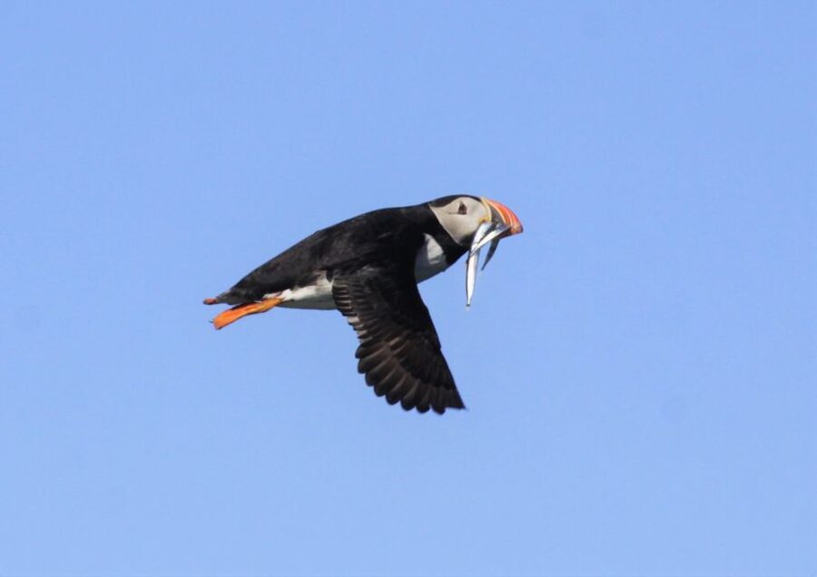 Reykjavik: Puffin Watching Tour - Weather, comfort, and what to wear