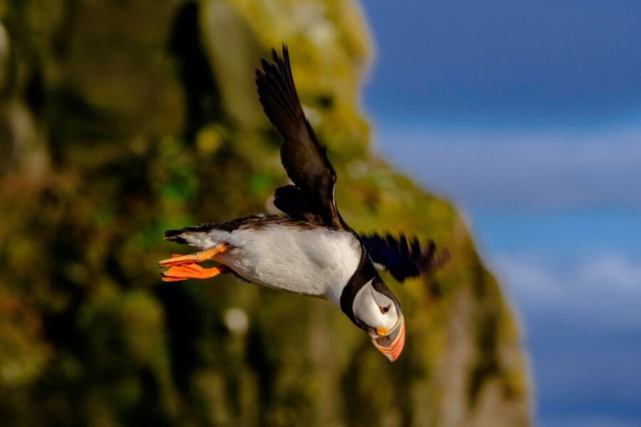 Reykjavik: Puffin Watching Tour - Is $101 a fair price?