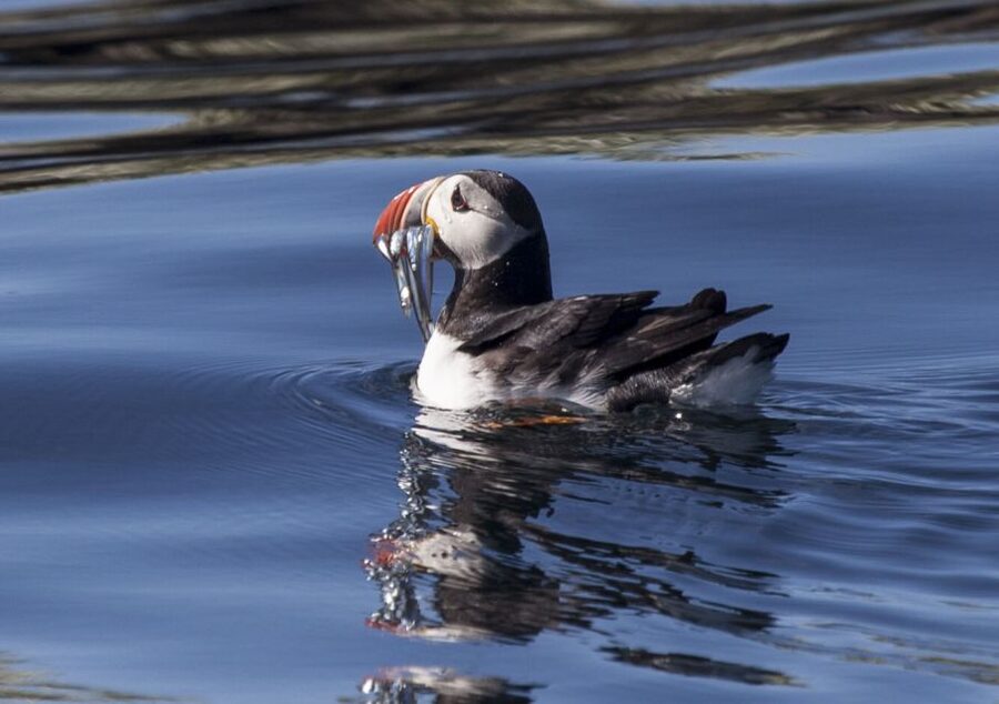 Reykjavik: Puffin Watching Tour by RIB Speedboat - Key points to know before you book