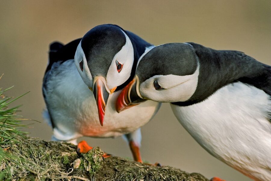 Reykjavik: Puffin Watching Tour by RIB Speedboat - Getting good views without chasing the perfect photo