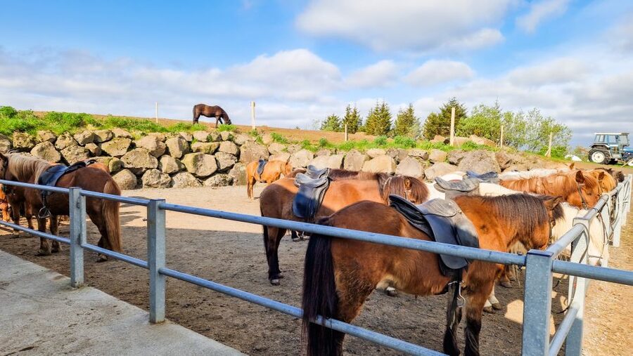 Reykjavik: Red Lava Horse Riding Tour - The Rauðarvatn option for experienced riders