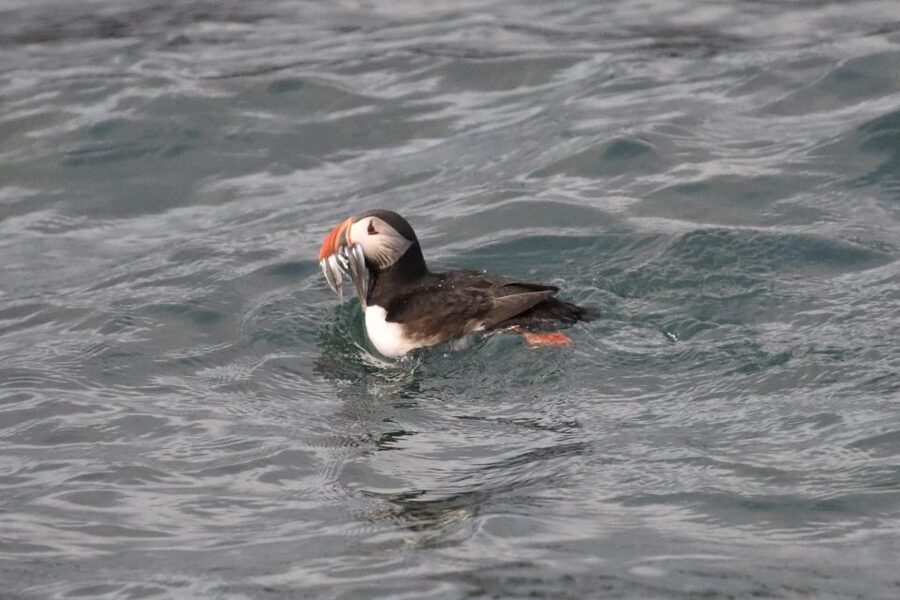 Reykjavík: RIB Speed-Boat Puffin Watching Tour - Getting suited up for Icelandic water