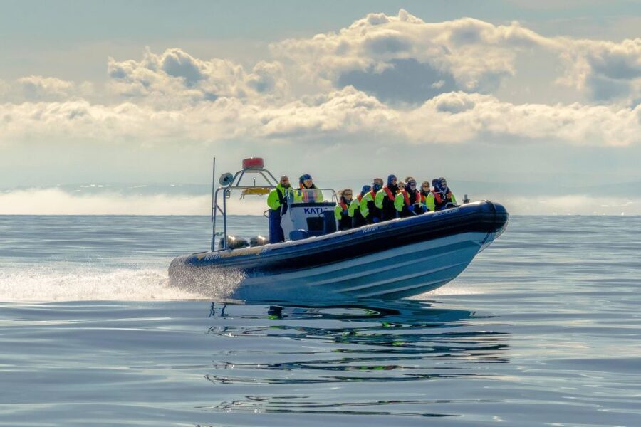 Reykjavík: RIB Speed-Boat Puffin Watching Tour - What the guide adds to the hour