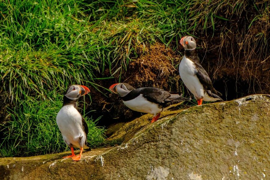 Reykjavík: RIB Speed-Boat Puffin Watching Tour - Is $81 a fair price?