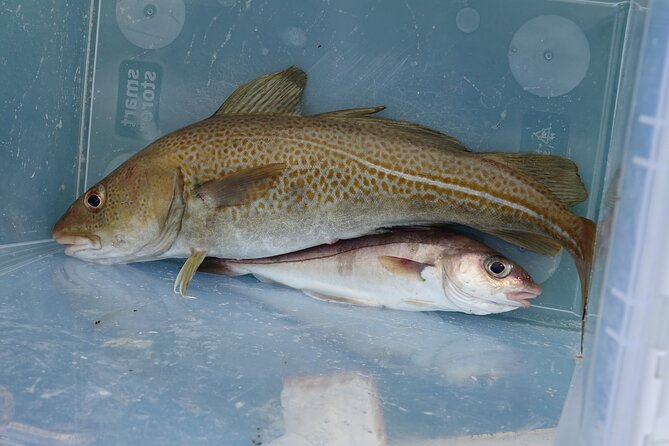 Reykjavik's Finest Catch: Guided Sea Angling Tour for All Levels - Why the brothers make a difference