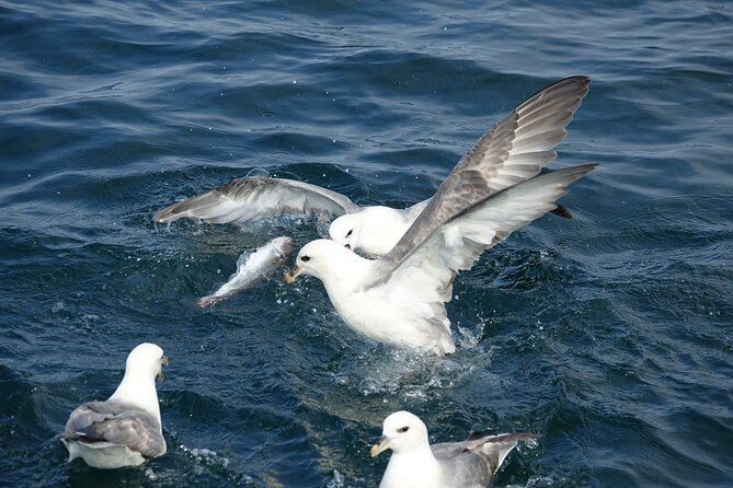 Reykjavik's Finest Catch: Guided Sea Angling Tour for All Levels - Family appeal, with a few practical cautions
