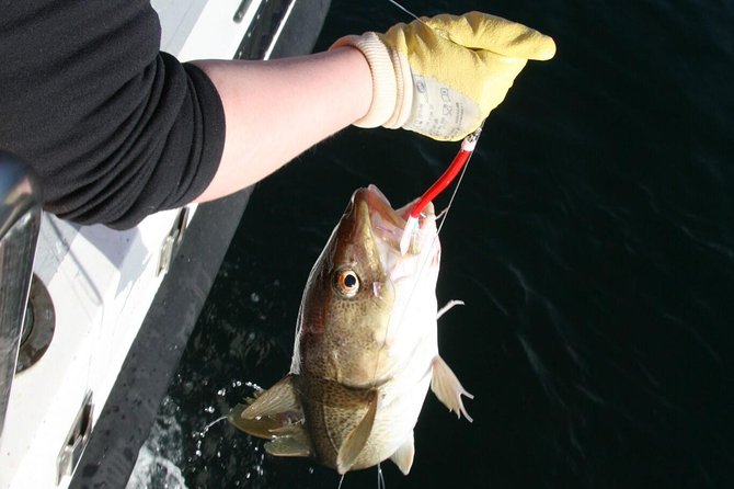 Reykjavik Sea Angling Gourmet - The catch you might bring to the BBQ