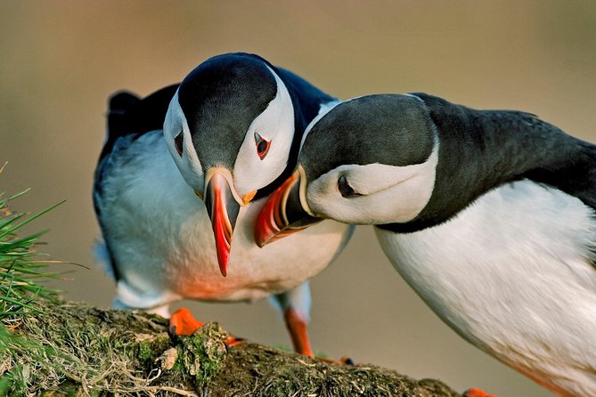 Reykjavik Shore Excursion: Puffin Sightseeing Cruise - The 15-minute ride across the bay
