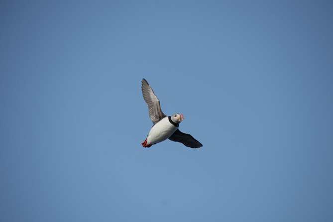 Reykjavik Shore Excursion: Puffin Sightseeing Cruise - Why your seat and camera matter