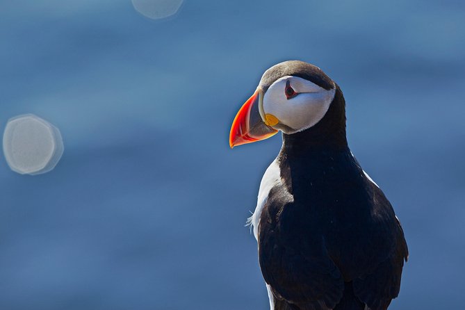Reykjavik Shore Excursion: Puffin Sightseeing Cruise - A short tour with a useful purpose