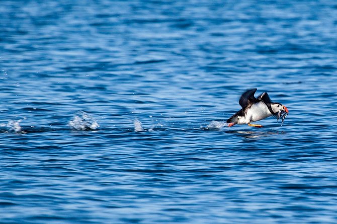 Reykjavik Shore Excursion: Puffin Sightseeing Cruise - How much value do you get for $63.51?