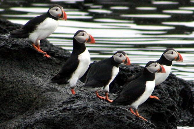 Reykjavik Shore Excursion: Puffin Sightseeing Cruise - Port logistics and the return guarantee