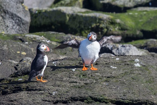 Reykjavik Shore Excursion: Puffin Sightseeing Cruise - Circling Akurey Island and finding the puffins